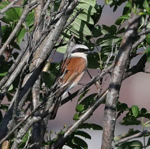 Red-backed Shrike