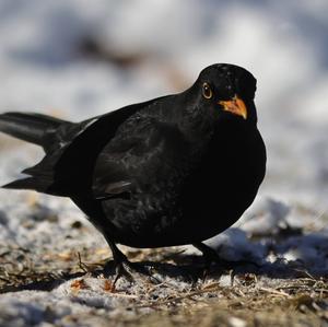 Eurasian Blackbird