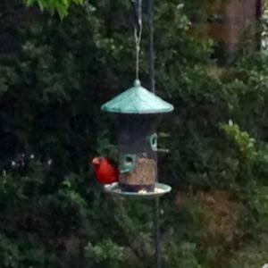 Northern Cardinal