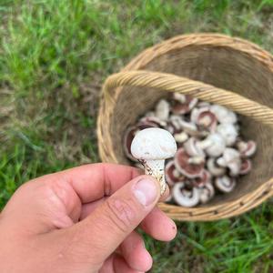 Meadow Agaric