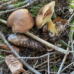 Bay Bolete