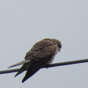 Common Kestrel