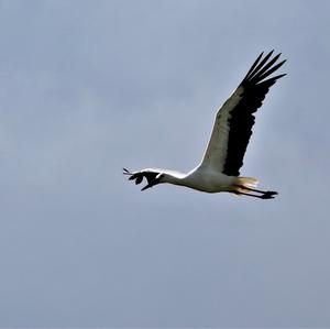 White Stork