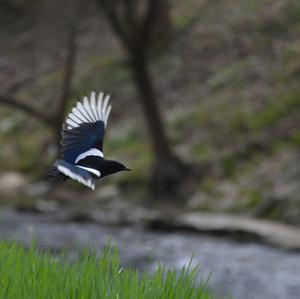 Black-billed Magpie