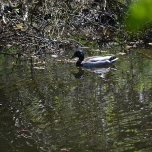 Mallard