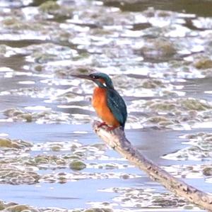 Common Kingfisher