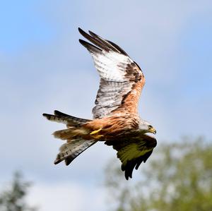 Red Kite