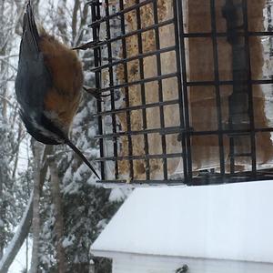 Red-breasted Nuthatch