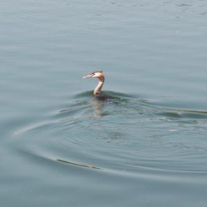 Great Crested Grebe