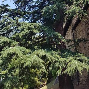 Himalayan Cedar