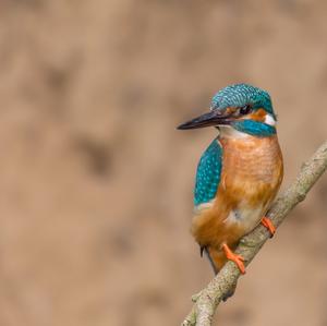 Common Kingfisher