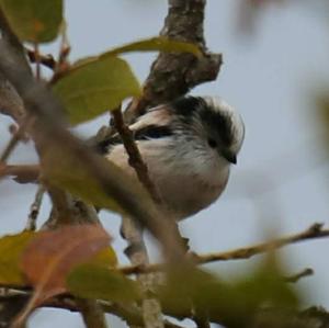 Long-tailed Tit