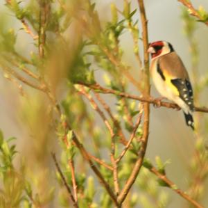 European Goldfinch