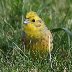 Yellowhammer