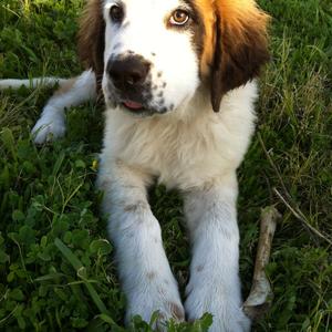 Saint Bernard