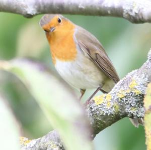 European Robin