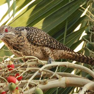 Asian Koel