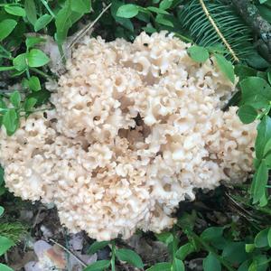 Eastern Cauliflower Mushroom