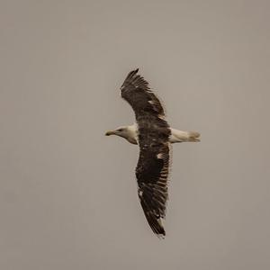 Great Black-backed Gull