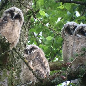 Long-eared Owl