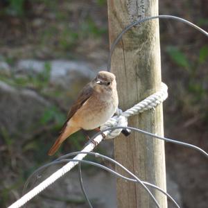 Common Redstart