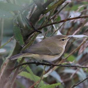 Common Chiffchaff