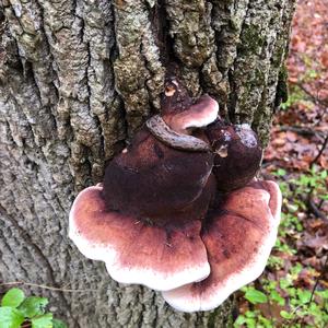 Resinous Polypore