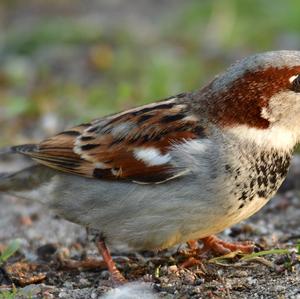 House Sparrow