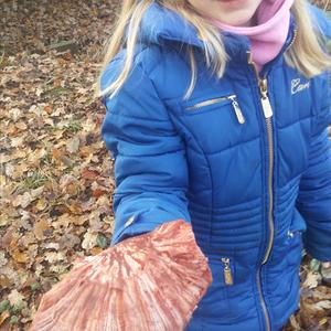 Beefsteak Polypore