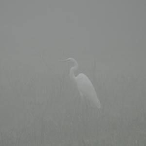 Great Egret