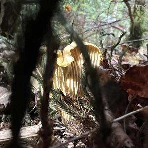 Chanterelle, Common