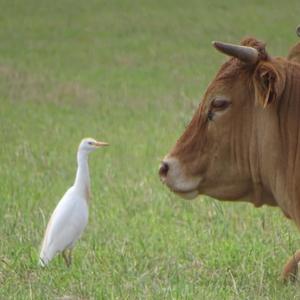 Cattle Egret