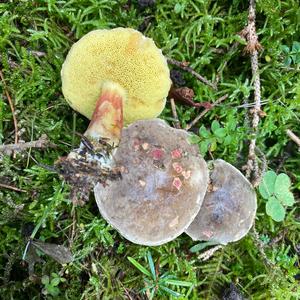 Red-cracked Bolete