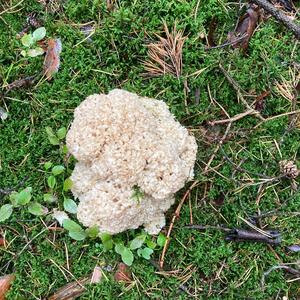 Eastern Cauliflower Mushroom