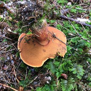 Satan`s Bolete