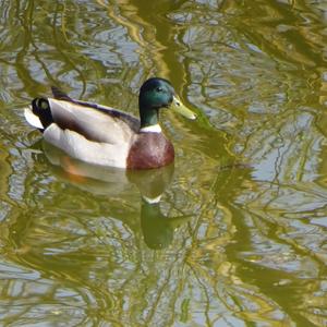 Mallard