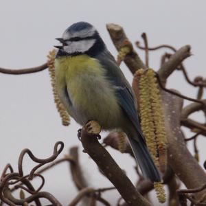 Blue Tit