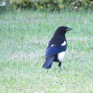 Black-billed Magpie