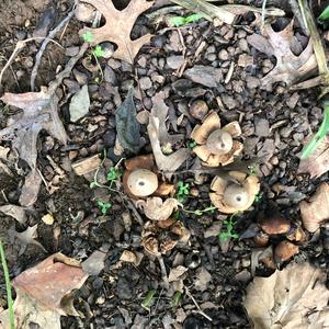 Collared Earthstar