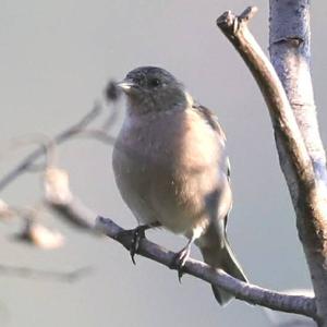 Eurasian Chaffinch