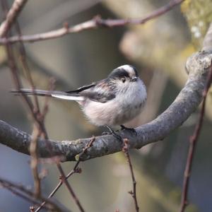 Long-tailed Tit