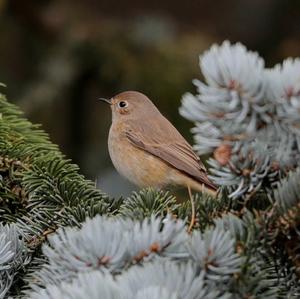 Common Redstart