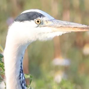 Grey Heron