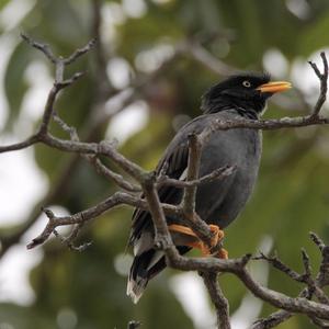 White-vented Myna