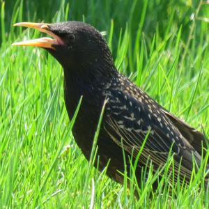 Common Starling