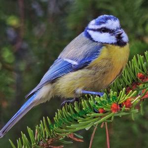 Blue Tit