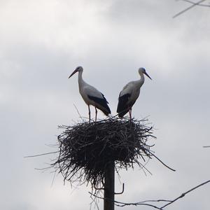 White Stork