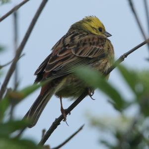 Yellowhammer