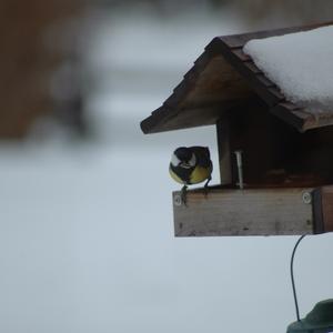 Great Tit