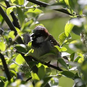 House Sparrow